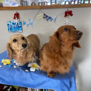 チョコ君&くるみちゃん!