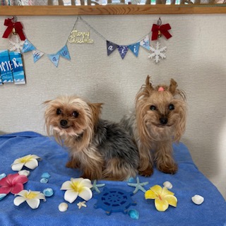 あずき君&プリンちゃん!