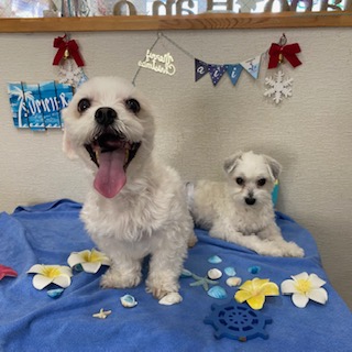 いろはちゃん&トントン君!