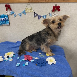 ティフィンちゃん!