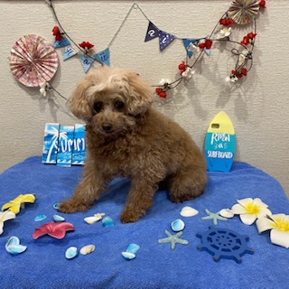 アンジュちゃん!