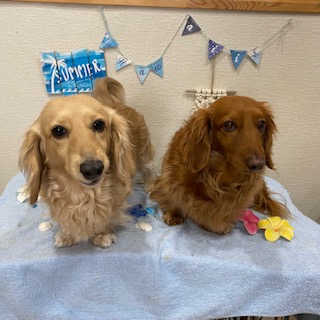 くるみちゃん&チョコ君!