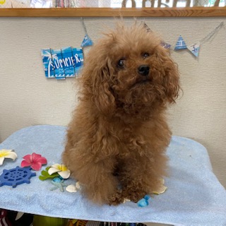 ザイザイちゃん!