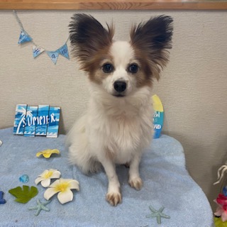 チョビーちゃん!