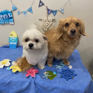 ゴールド君&マル君!