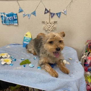 ティフィンちゃん!