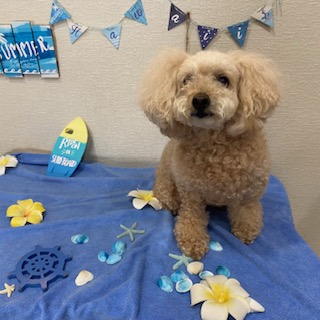 ジェシーちゃん!