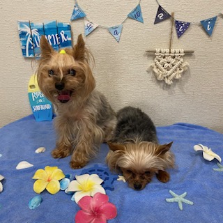 あずき君&プリンちゃん!