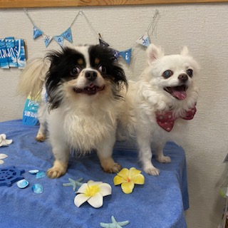 まりもちゃん&牛丸君!