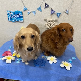 くるみちゃん&チョコ君!