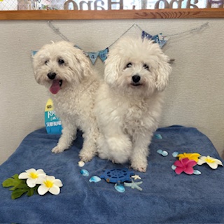 プー君&ししまる君!