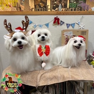 After trimming! 12/16