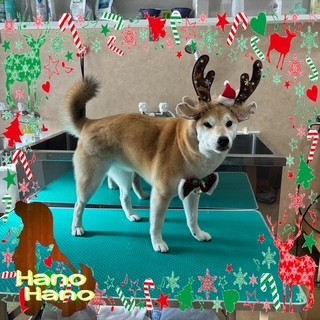 After trimming! 12/19