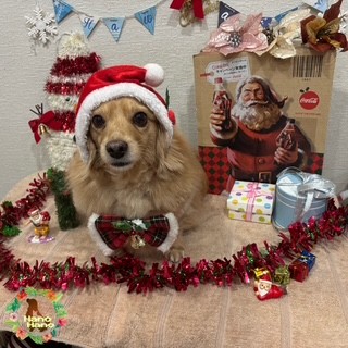 After trimming! 12/14