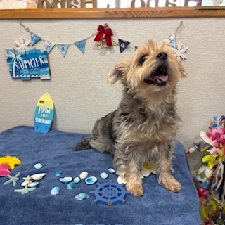 ティフィンちゃん!