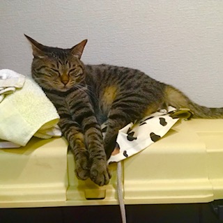 After trimming! 4/12