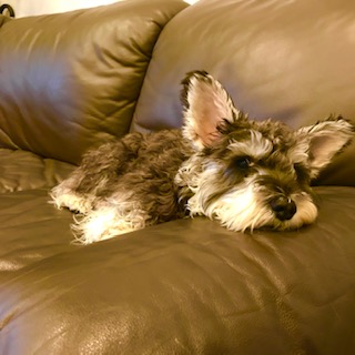 After trimming! 8/18