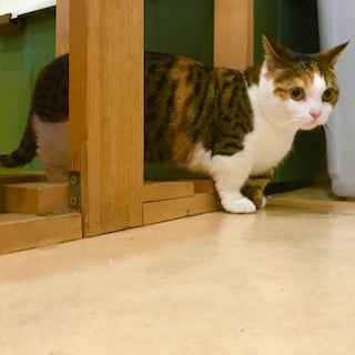 After trimming! 8/16