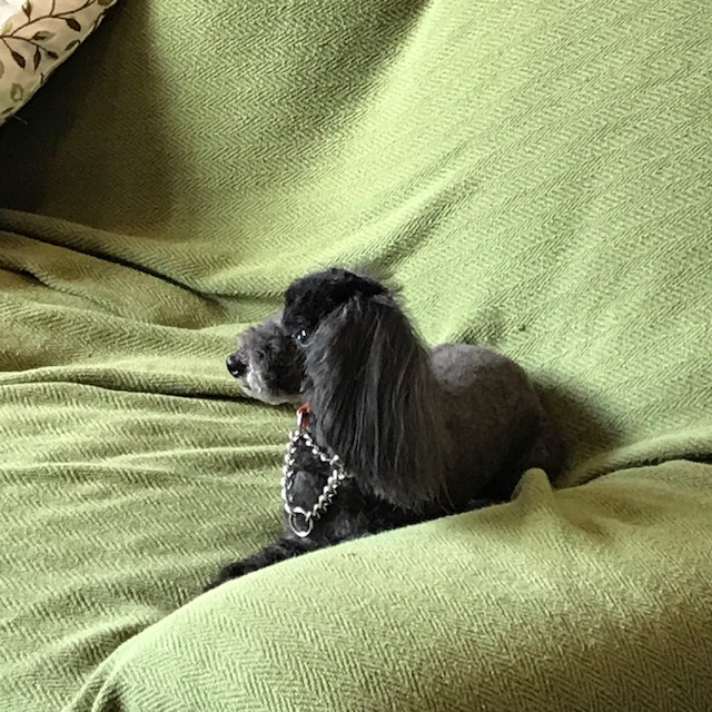 After trimming! 10/19