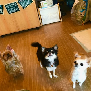 シェリーちゃん!