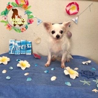 ひまわりちゃん!