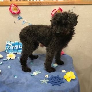 ティフィンちゃん!