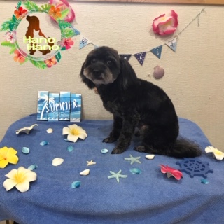 シェリーちゃん!